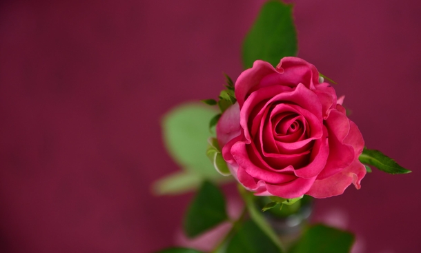 10 Valentine's Day Backgrounds And Wallpapers For 2020 - picture 9