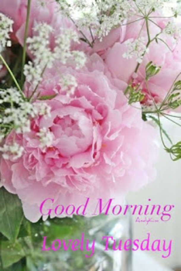 10 Very Amazing Good Morning Tuesday Images - picture 3
