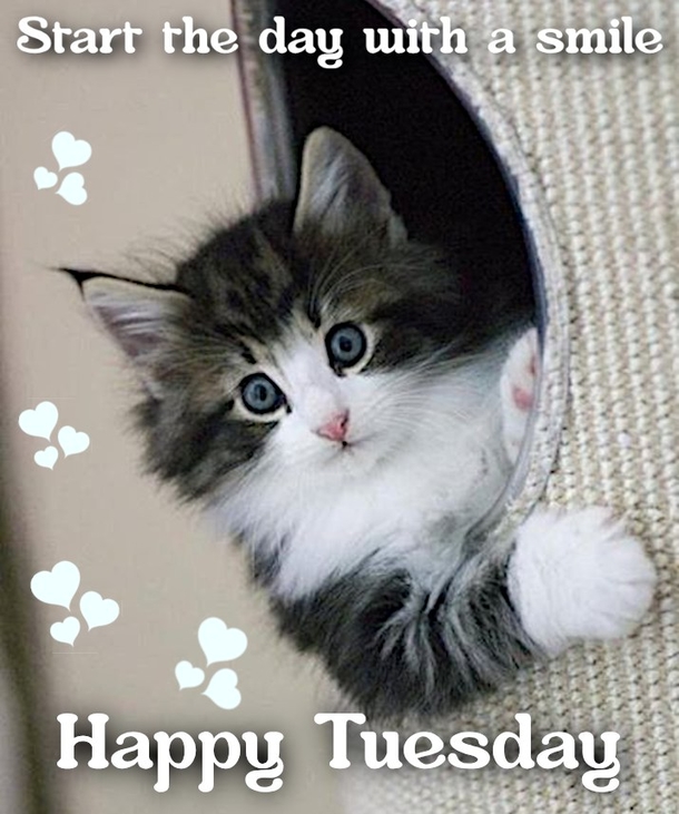 10 Very Beautiful Happy Tuesday Quotes & Sayings For A Blessed Day - picture 10