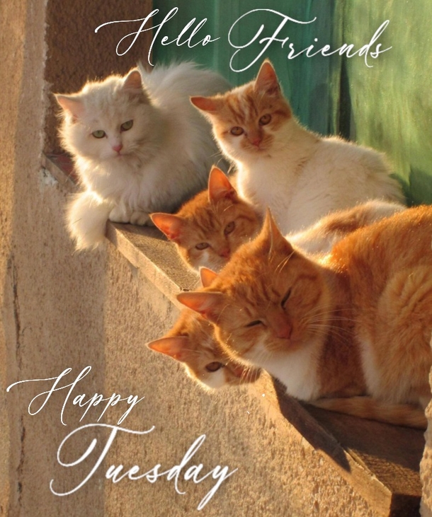 10 Very Beautiful Happy Tuesday Quotes & Sayings For A Blessed Day - picture 11
