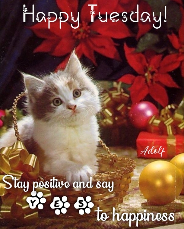 10 Very Beautiful Happy Tuesday Quotes & Sayings For A Blessed Day - picture 3