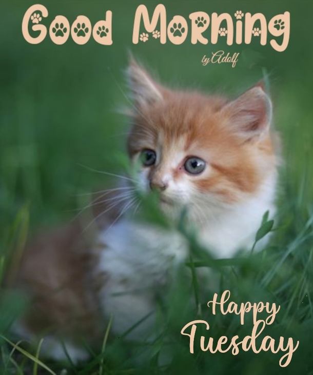 10 Very Beautiful Happy Tuesday Quotes & Sayings For A Blessed Day - picture 7