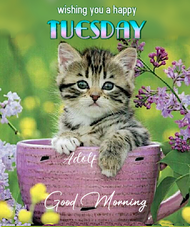 10 Very Beautiful Happy Tuesday Quotes & Sayings For A Blessed Day - picture 8