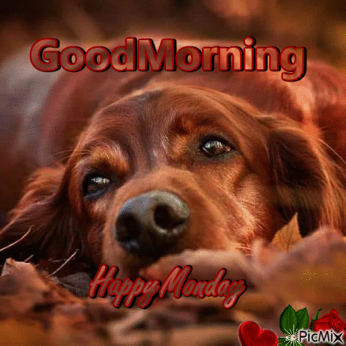 10 Very Cute Monday Gifs - picture 7