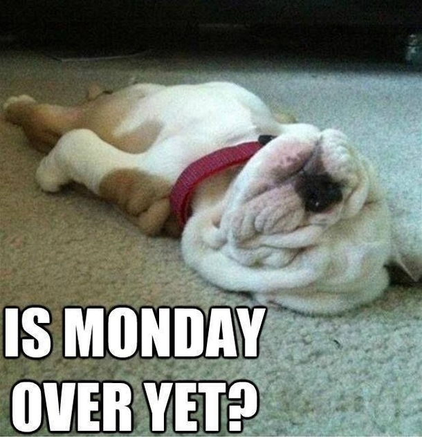 10 Very Silly & Funny Monday Quotes To Help Get You Through The Day - picture 2