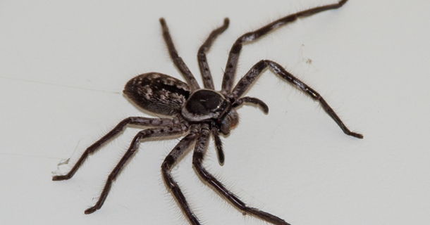 10 ways to rid spiders for good without any chemicals - picture 2