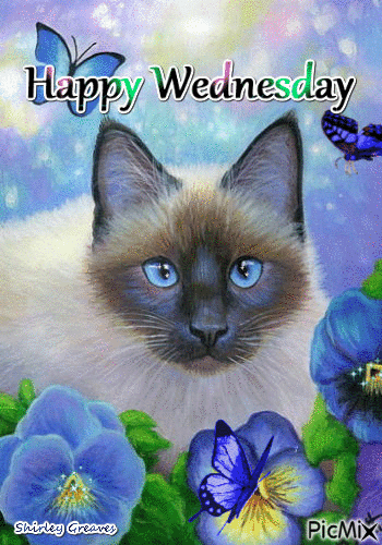 10 Wednesday Gifs Of The Day - picture 11