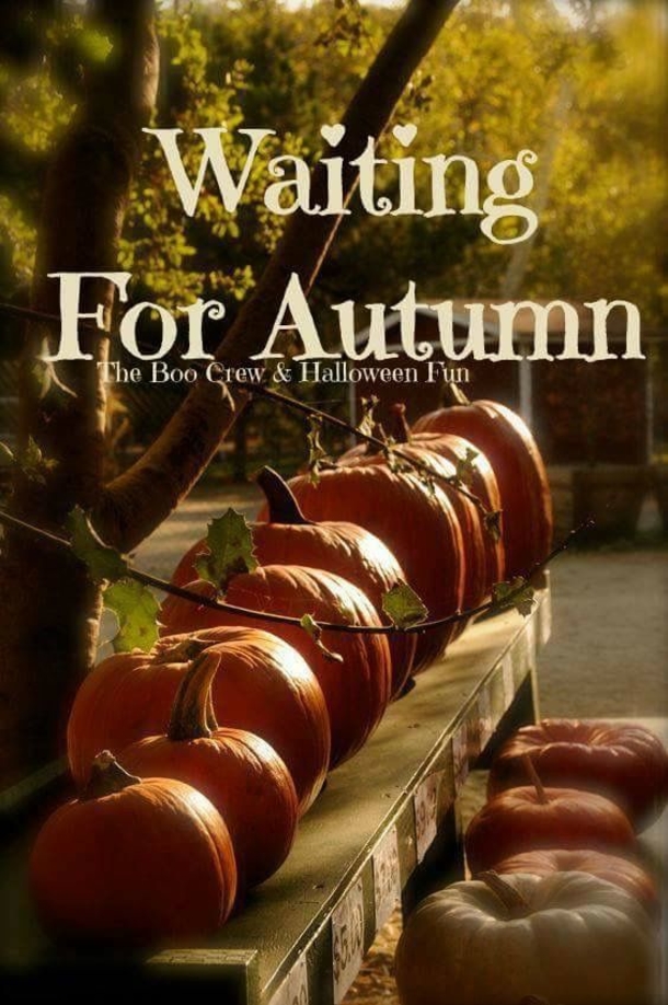 10 Wonderful Fall / Autumn Pics With Quotes For The New Season - picture 11