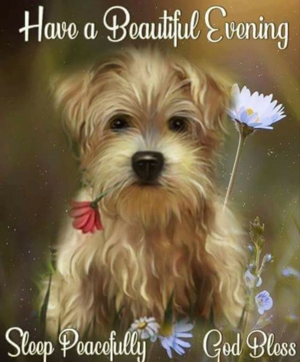 10 Wonderful Good Evening Images - picture 7