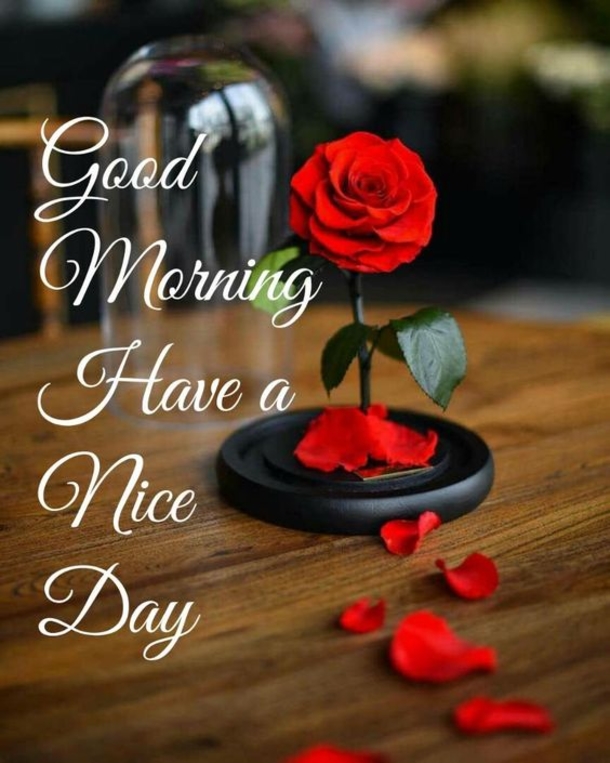 100+ Best Good Morning Images And Quotes - picture 68