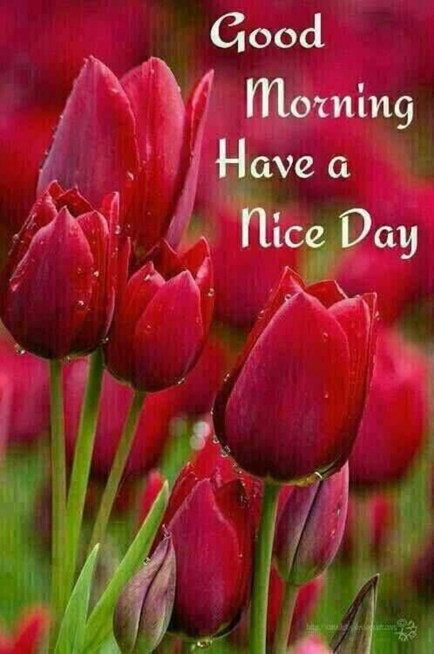 100+ Best Good Morning Images And Quotes - picture 94