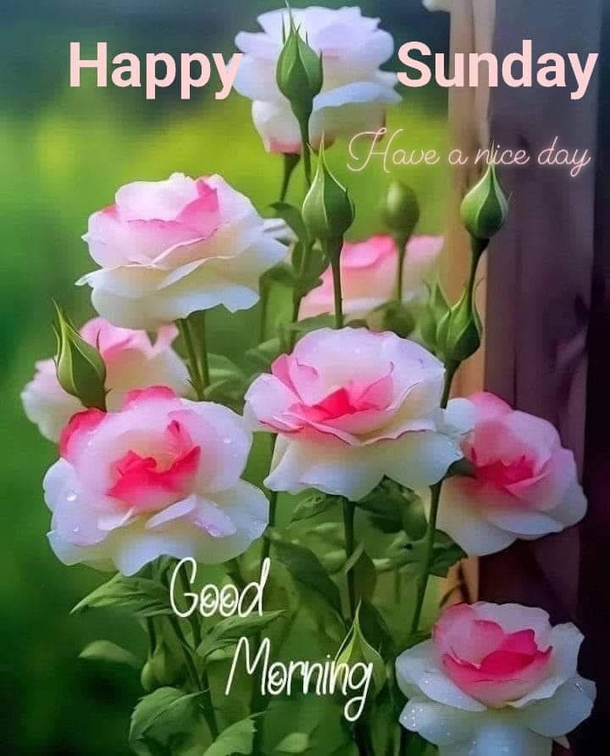 100+ Good Morning Sunday Pics In 2024 To Fill Your Day With Blessings - picture 3