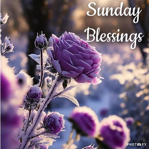 100+ Hello Sunday Quotes In 2024 To Elevate Your Day - picture 6