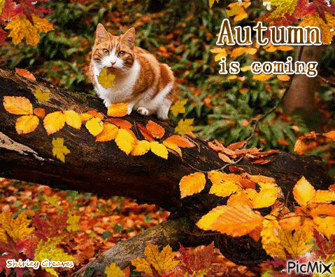 100 Of The Best Inspirational Hello Fall Quotes And Sayings - picture 24