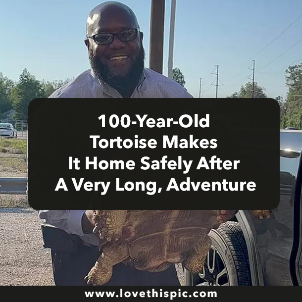 100-Year-Old Tortoise Makes It Home Safely After A Very Long, Adventure