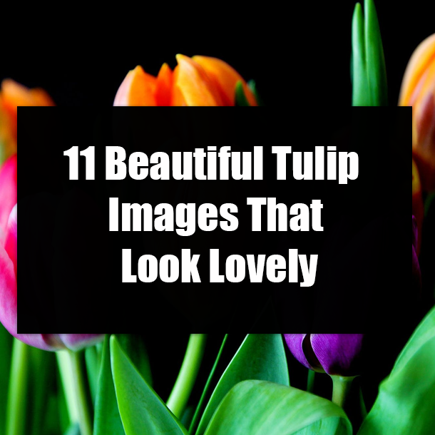 11 Beautiful Tulip Images That Look Lovely