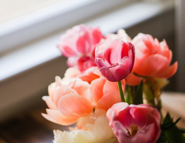 11 Beautiful Tulip Images That Look Lovely - picture 10