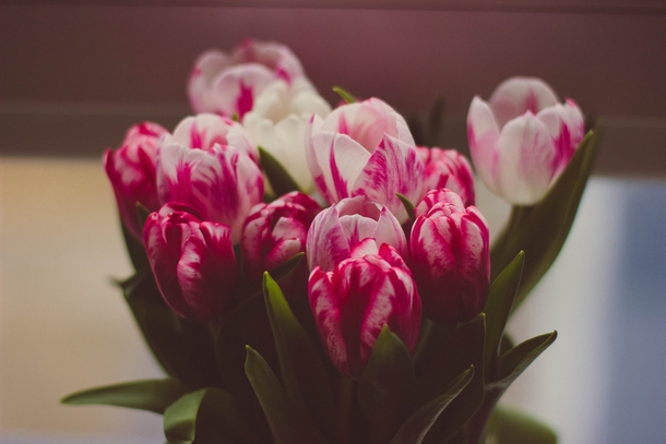 11 Beautiful Tulip Images That Look Lovely - picture 11