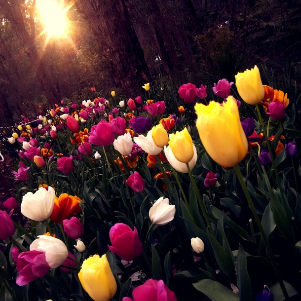 11 Beautiful Tulip Images That Look Lovely - picture 12