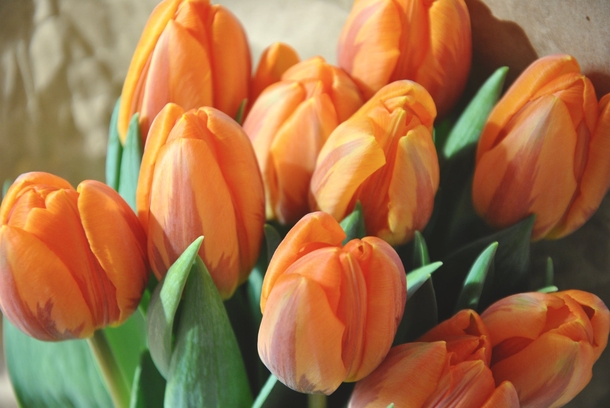 11 Beautiful Tulip Images That Look Lovely - picture 2