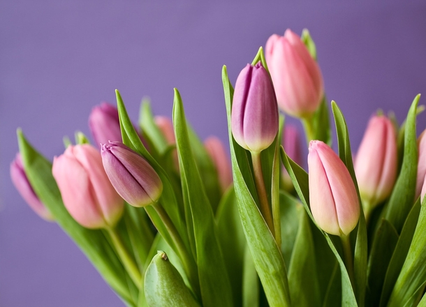 11 Beautiful Tulip Images That Look Lovely - picture 3