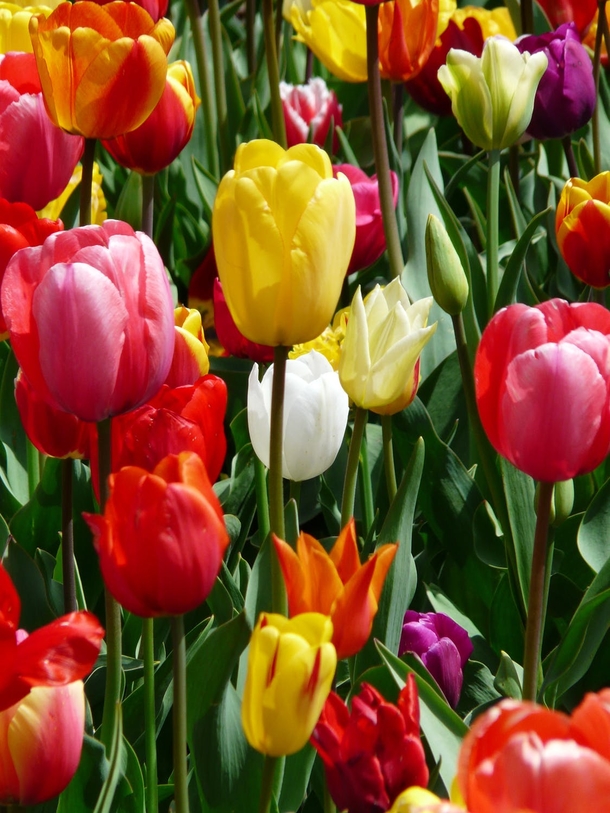 11 Beautiful Tulip Images That Look Lovely - picture 4