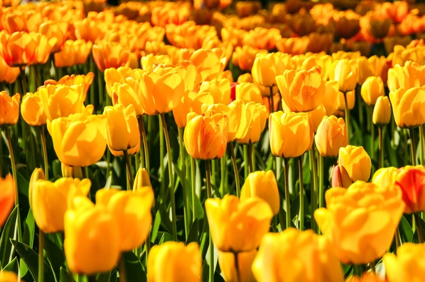 11 Beautiful Tulip Images That Look Lovely - picture 5