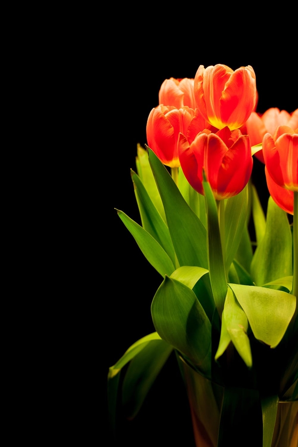 11 Beautiful Tulip Images That Look Lovely - picture 6