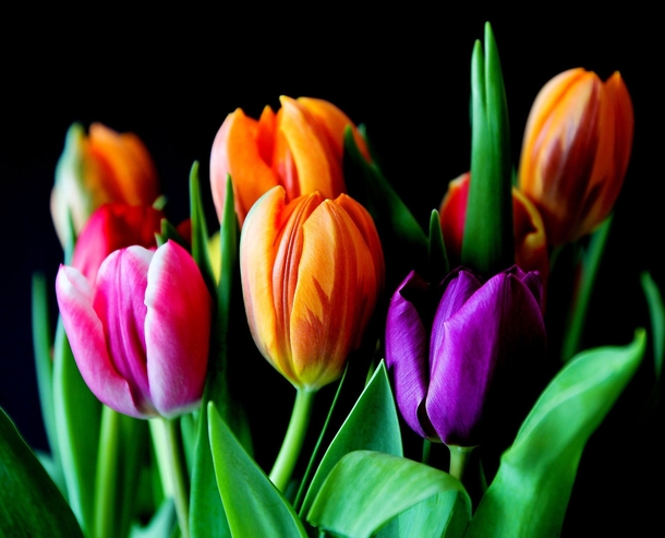 11 Beautiful Tulip Images That Look Lovely - picture 7