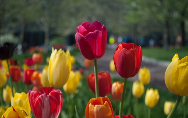 11 Beautiful Tulip Images That Look Lovely - picture 8