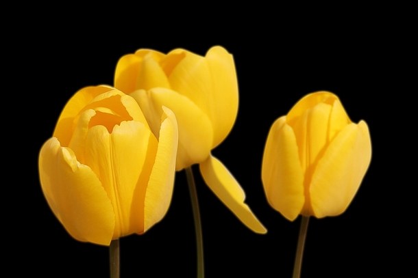 11 Beautiful Tulip Images That Look Lovely - picture 9