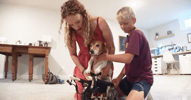 11-year-old boy discovers teacher’s dog is disabled so he makes it a wheelchair to make life easier - picture 2