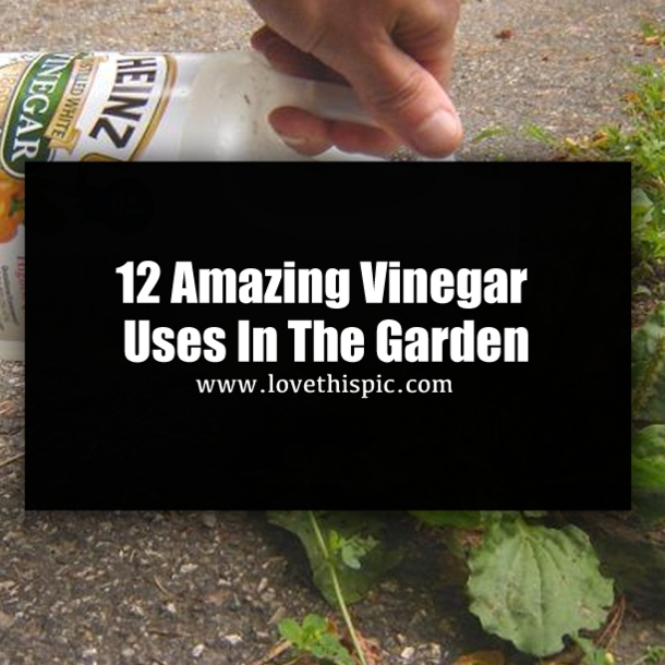 12 Amazing Vinegar Uses In The Garden