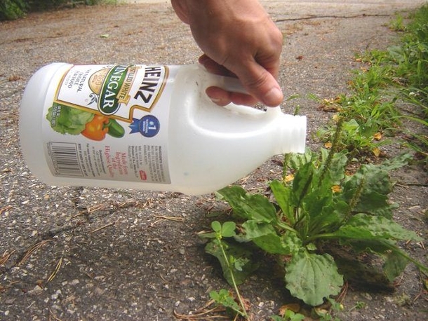 12 Amazing Vinegar Uses In The Garden - picture 2