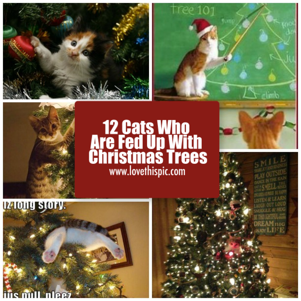 12 Cats Who Are Fed Up With Christmas Trees