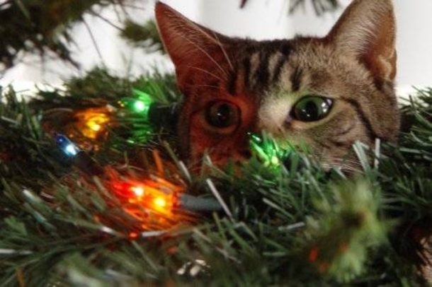 12 Cats Who Are Fed Up With Christmas Trees - picture 10