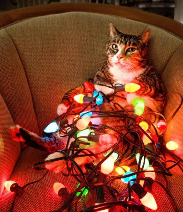 12 Cats Who Are Fed Up With Christmas Trees - picture 11