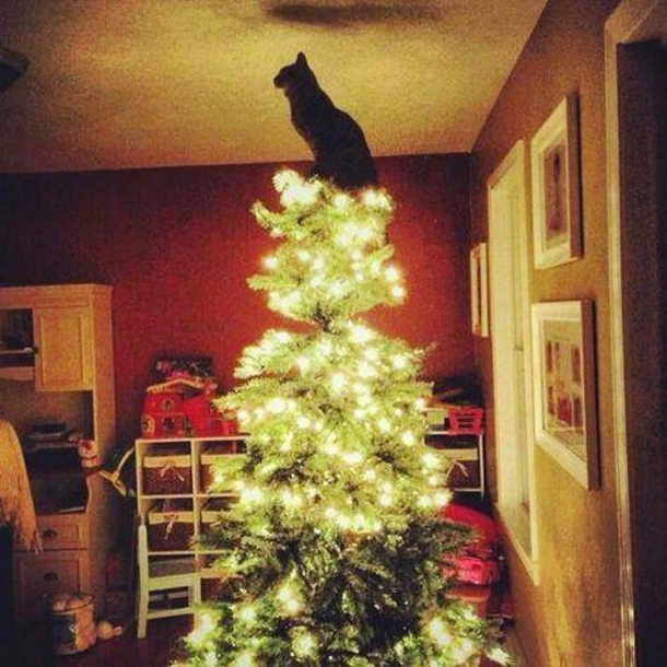 12 Cats Who Are Fed Up With Christmas Trees - picture 2
