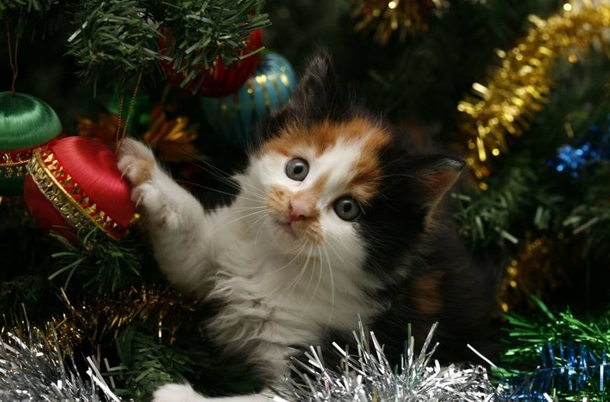 12 Cats Who Are Fed Up With Christmas Trees - picture 3