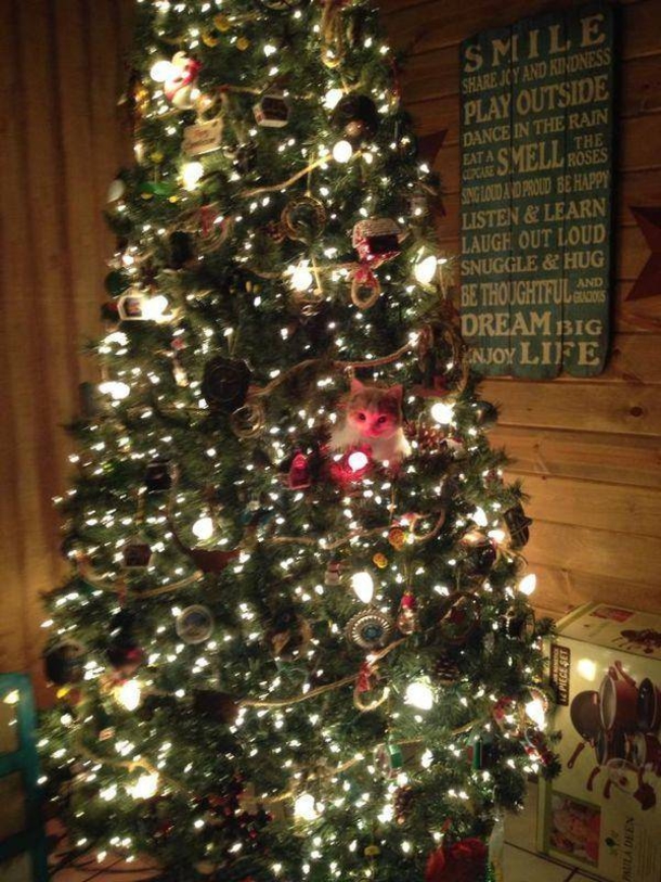 12 Cats Who Are Fed Up With Christmas Trees - picture 5