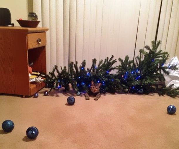 12 Cats Who Are Fed Up With Christmas Trees - picture 6