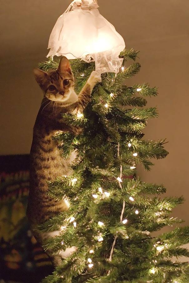 12 Cats Who Are Fed Up With Christmas Trees - picture 7