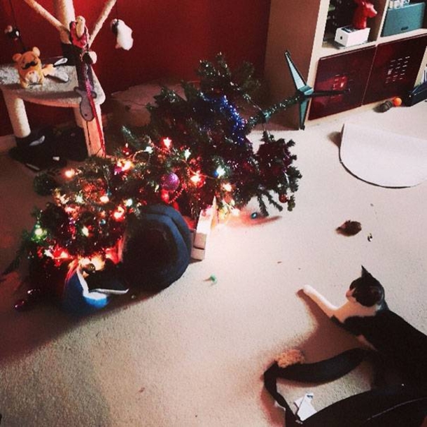 12 Cats Who Are Fed Up With Christmas Trees - picture 8