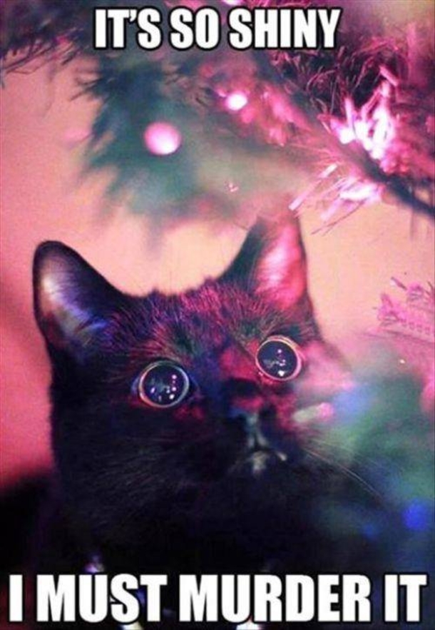 12 Cats Who Are Fed Up With Christmas Trees - picture 9