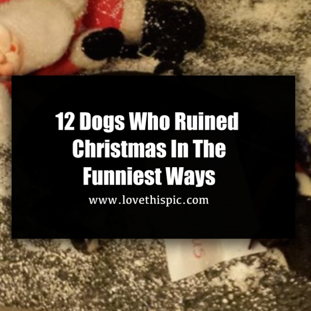 12 Dogs Who Ruined Christmas In The Funniest Ways