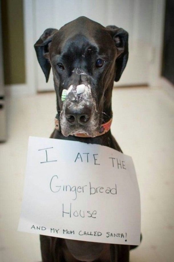 12 Dogs Who Ruined Christmas In The Funniest Ways - picture 10