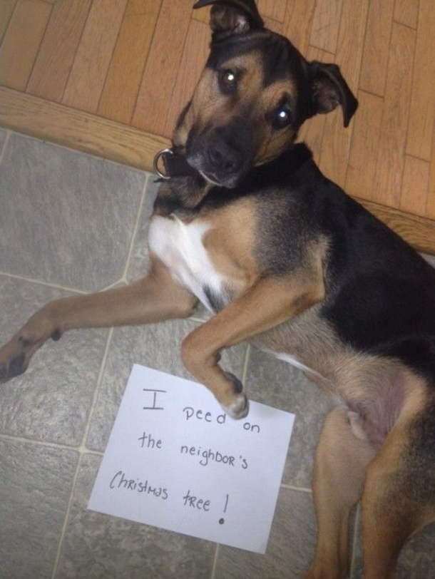 12 Dogs Who Ruined Christmas In The Funniest Ways - picture 11