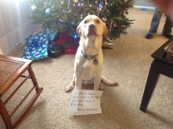 12 Dogs Who Ruined Christmas In The Funniest Ways - picture 12