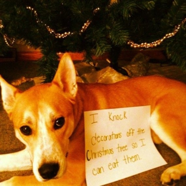 12 Dogs Who Ruined Christmas In The Funniest Ways - picture 13