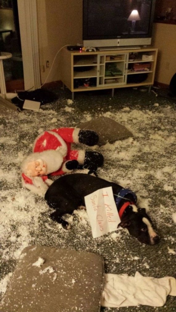 12 Dogs Who Ruined Christmas In The Funniest Ways - picture 2